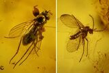 Three Detailed Fossil Flies (Diptera) In Baltic Amber #135064-2